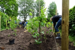 Baumpflanzaktion-Bönningstedt-Citizens-Forests-2