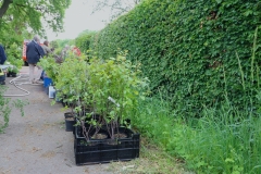 Baumpflanzaktion-Bönningstedt-Citizens-Forests-4