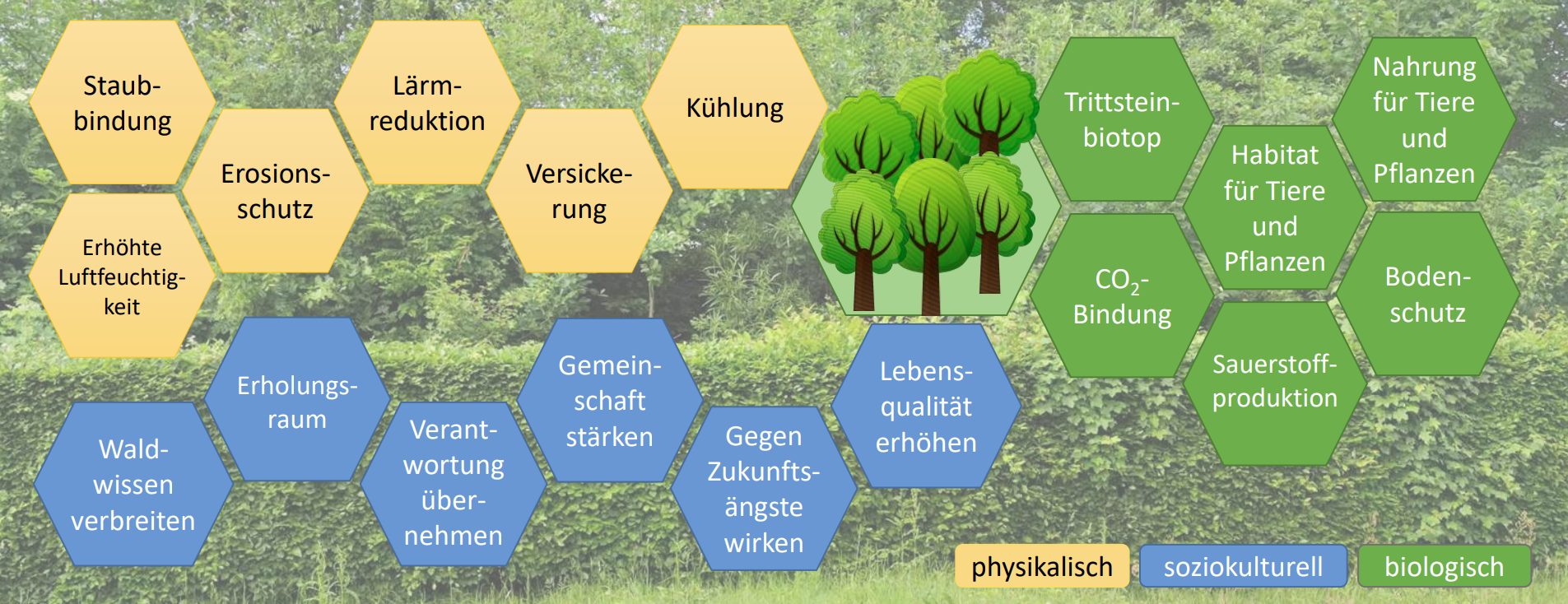 Wirkungen von Miyawaki-Wäldern