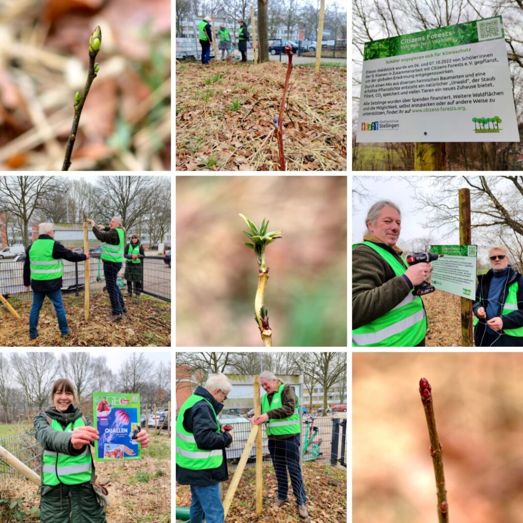 Geolino-Artikel über unseren Tiny Forest in Stellingen