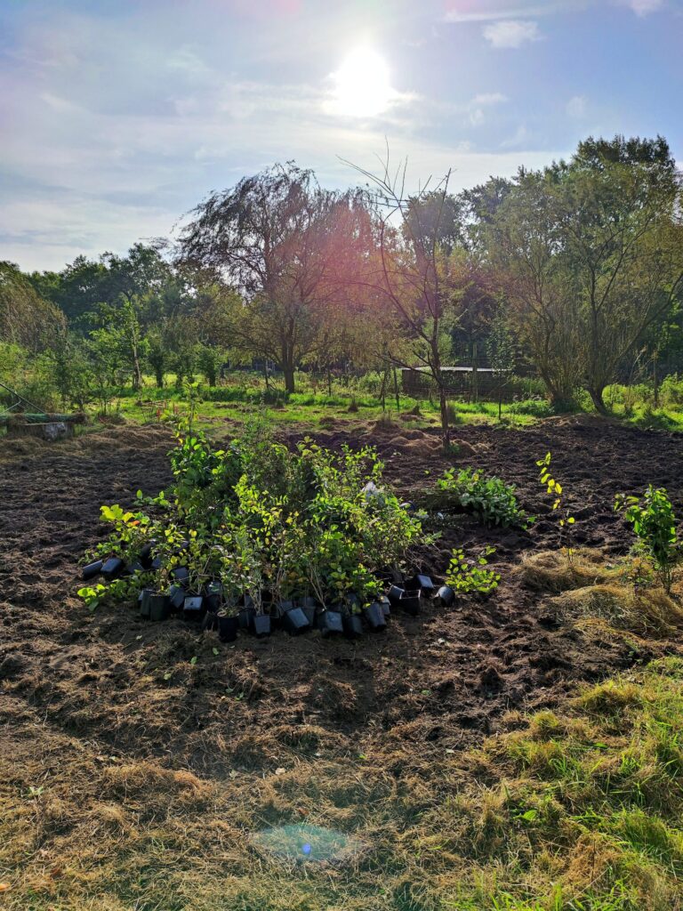 Elmshorn – fertig bepflanzt