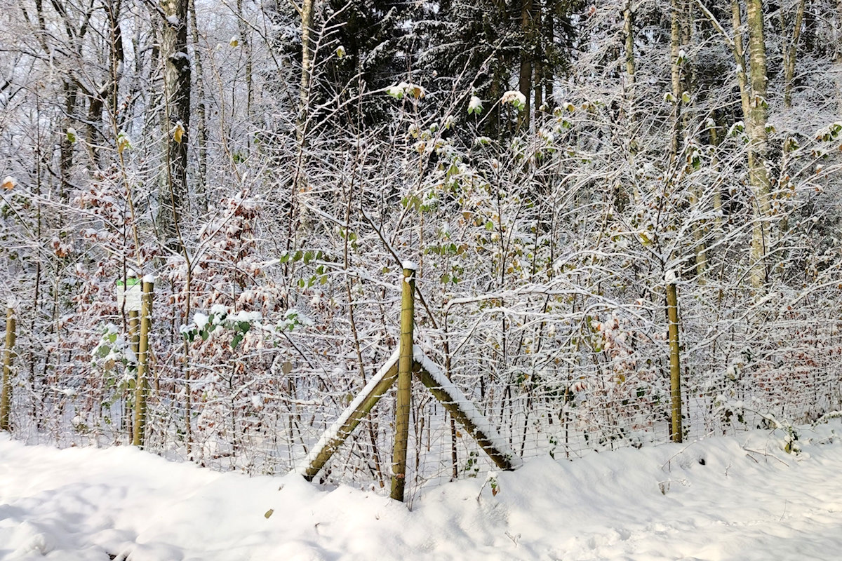 Winterwald