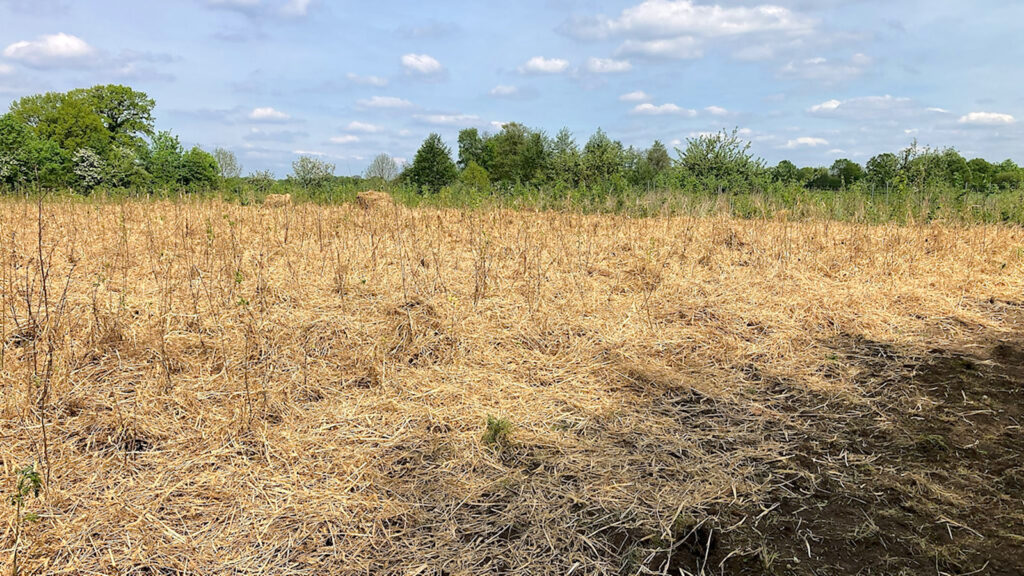 Bürgerwald Barmstedt 3. Teil – fertig bepflanzt