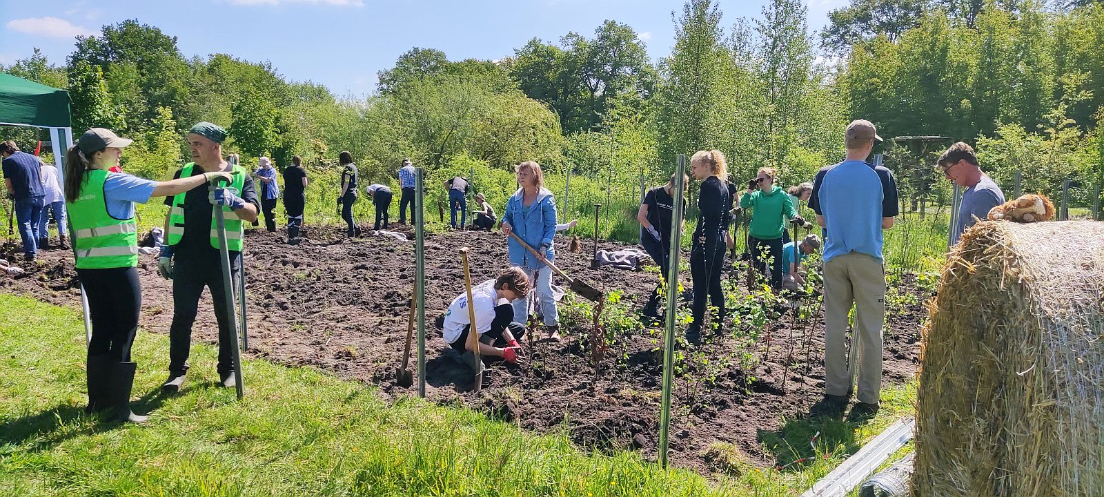 Miniwald in Klein Offenseth Sparrieshoop