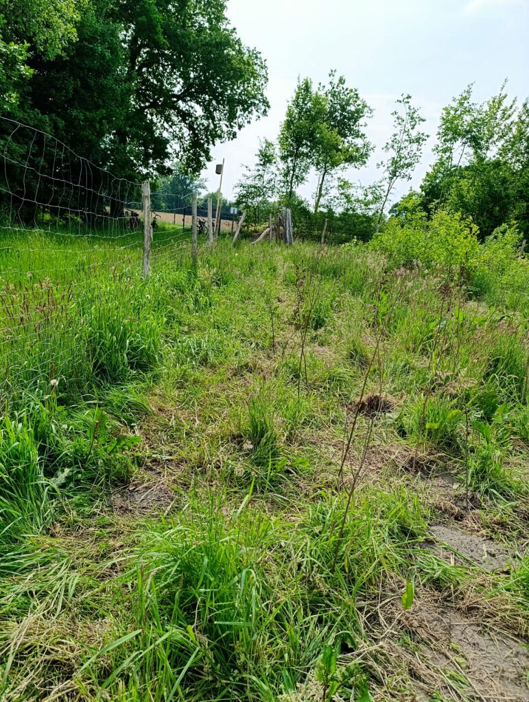 Bürgerwald Barmstedt 2025