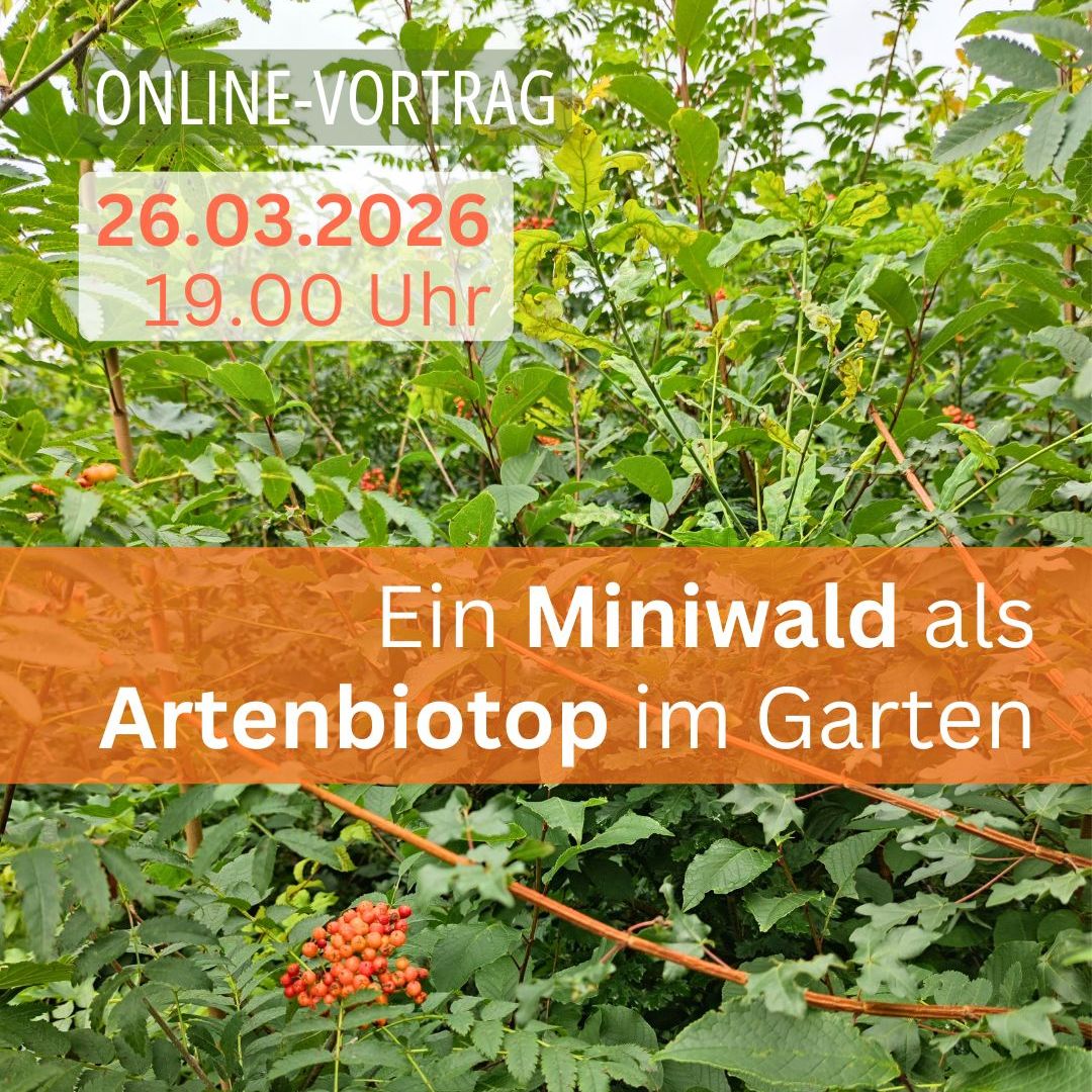 Online-Vortrag Ein Miniwald als Artenbiotop im Garten