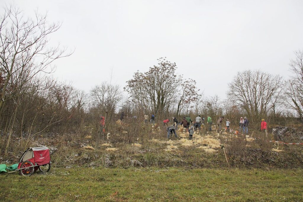 Erste Pflanzung in Wolkersdorf