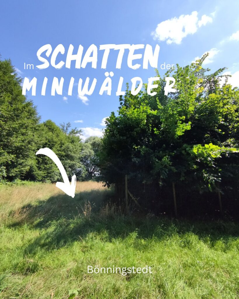 Im Schatten der Miniwälder