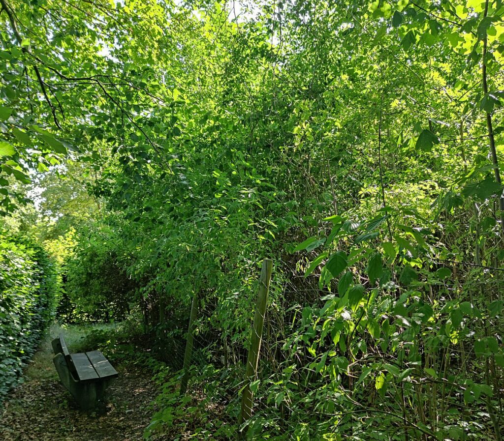 Waldgeburtstage unseres ersten Waldes in Bönningstedt