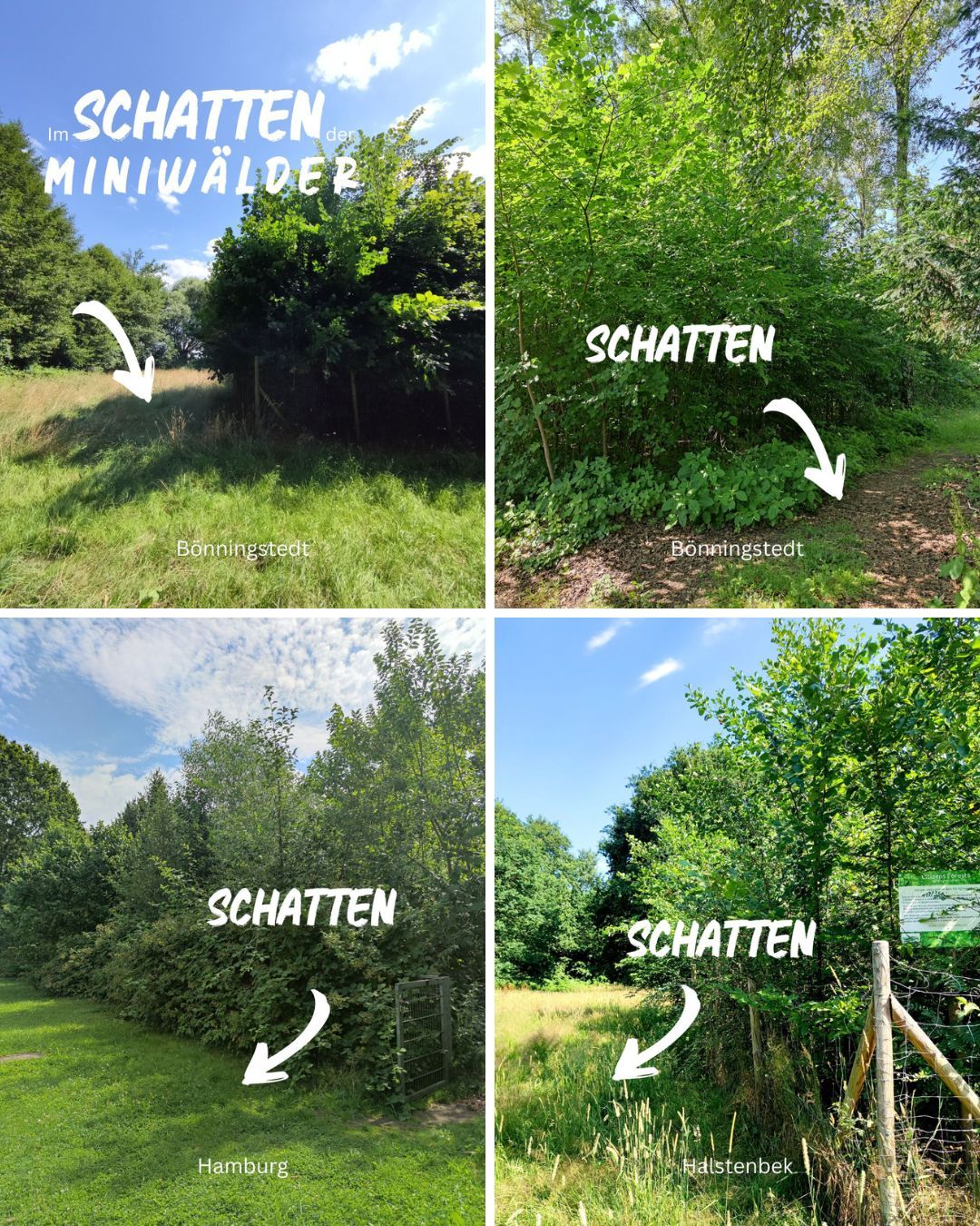 Schattenspender Miniwald