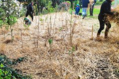 Der-fertig-gemulchte-Miniwald