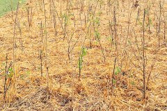 Fertig-gepflanzter-Miniwald