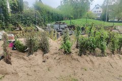 Zwischengelagerte-Setzlinge