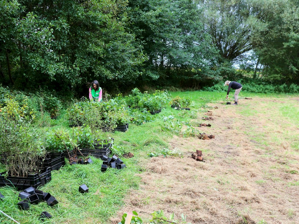 Einheitsbuddeln-2021-Citizens-Forests-Setzlinge-sortieren