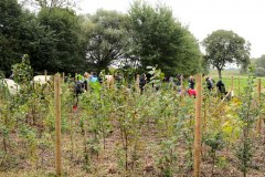 Einheitsbuddeln-2021-Citizens-Forests-Pflanzaktion