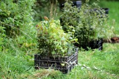 Einheitsbuddeln-2021-Citizens-Forests-Setzlinge-2