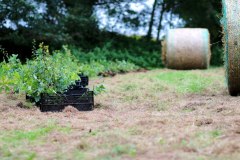 Einheitsbuddeln-2021-Citizens-Forests-Setzlinge
