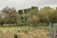 fertig-bepflanzte-Flaeche-Elmshorn