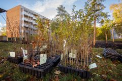 20231021_bi_pflanzung_erfurt_sofioter_strasse_017