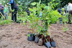 2020-Einheitsbuddeln-Citizens-Forests-Setzlinge
