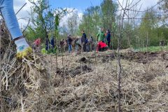 Die-fertig-gemulchte-Flaeche