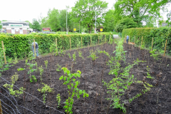 Baumpflanzaktion in Bönningstedt-Citizens Forests Mai 2019