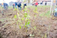 Tiny-Forest-Miyawaki-Melle-4