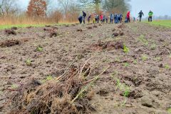 Setzlinge-auf-der-Pflanzflaeche-verteilt