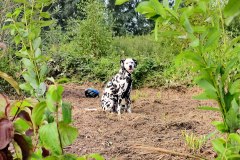 Hundebesuch-in-Eckernfoerde