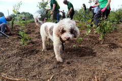 Hundebesuch-pflanzen-in-Eckernfoerde