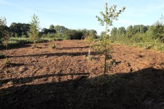 Vorbereitete-Pflanzflaeche-Eckernfoerde