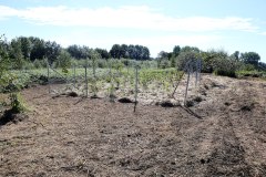 fertiger-Tiny-Forest-in-Eckernfoerde
