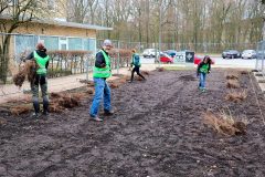 Verteilen-der-Setzlinge-Hamburg-Altona