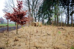 Fertig-gemulchte-Flaeche