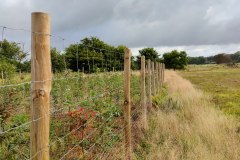 2021-gepflanzte-Flaeche-in-Quickborn-ein-Jahr-spaeter