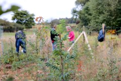 Zu-erweiternde-Pflanzflaeche-in-Quickborn-2022