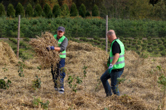 Aufforstung-Wedel-mulchen-mit-Stroh