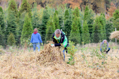 Aufforstung-Wedel-mulchen