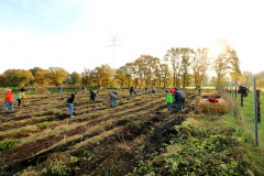 Pflanzaktion-Wedel-pflanzen-der-Setzlinge