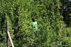 Vereinsmitglied im dreieinhalbjährigen Miyawakiwald