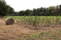 Einheitsbuddeln-2021-Citizens-Forests-Flaeche-fertig