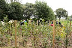 Einheitsbuddeln-2021-Citizens-Forests-Pflanzaktion