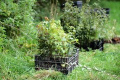 Einheitsbuddeln-2021-Citizens-Forests-Setzlinge-2