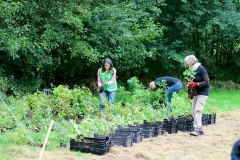 Einheitsbuddeln-2021-Citizens-Forests-Setzlinge-vorbereiten