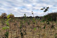 Pflanzaktion-Quickborn-fertig-bepflanzt