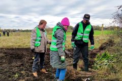 Pflanzaktion-Quickborn-sortieren-der-Setzlinge